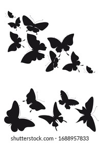 black butterfly, isolated on a white