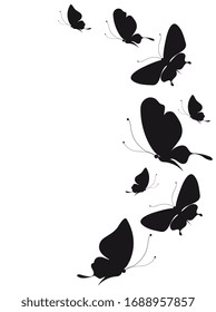 black butterfly, isolated on a white