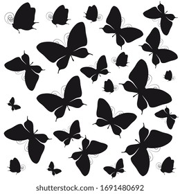 black butterfly, isolated on a white