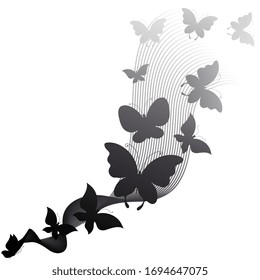 black butterfly, isolated on a white