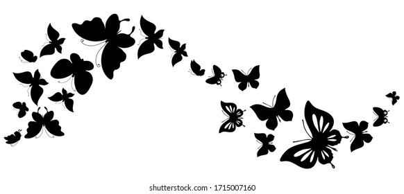 black butterfly, isolated on a white