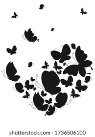 black butterfly, isolated on a white