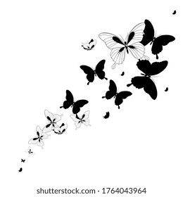 black butterfly, isolated on a white