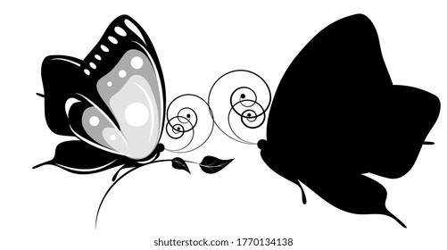 black butterfly, isolated on a white