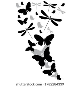 black butterfly, isolated on a white