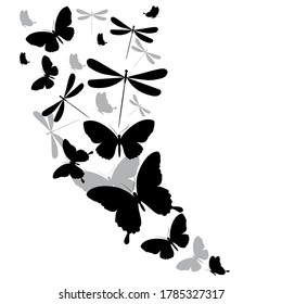 black butterfly, isolated on a white