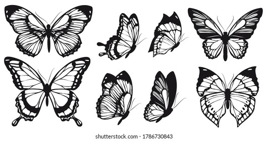 black butterfly, isolated on a white