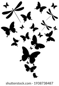 black butterfly, isolated on a white