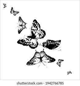 black butterfly, isolated on a white