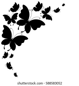 black butterfly, isolated on a white