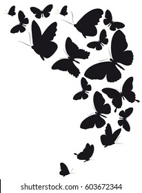 Black Butterfly, Isolated On A White