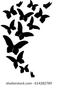 black butterfly, isolated on a white