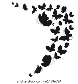 black butterfly, isolated on a white