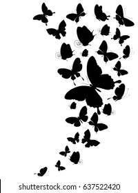 black butterfly, isolated on a white