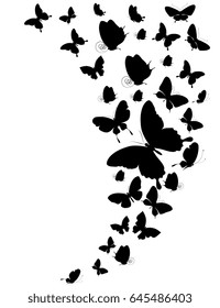 black butterfly, isolated on a white