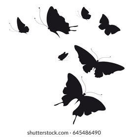 black butterfly, isolated on a white