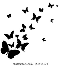 black butterfly, isolated on a white