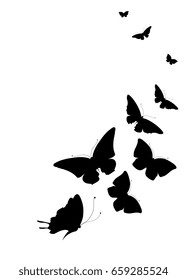 black butterfly, isolated on a white