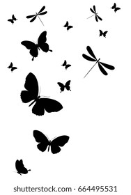 black butterfly, isolated on a white