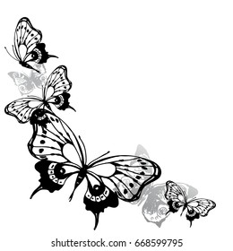 black butterfly, isolated on a white