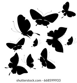 black butterfly, isolated on a white