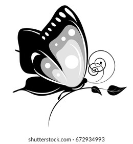 black butterfly, isolated on a white