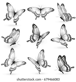 black butterfly, isolated on a white