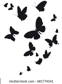 black butterfly, isolated on a white