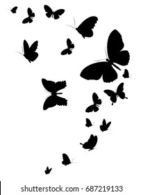 black butterfly, isolated on a white