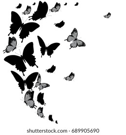 black butterfly, isolated on a white
