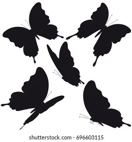 black butterfly, isolated on a white