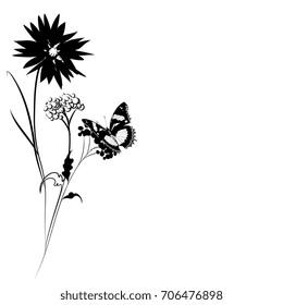 black butterfly, isolated on a white