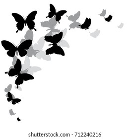 black butterfly, isolated on a white