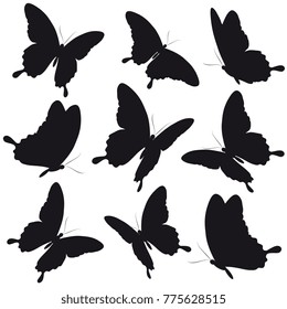 black butterfly, isolated on a white