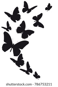 black butterfly, isolated on a white