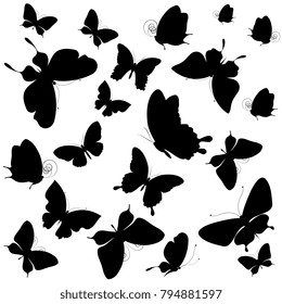 black butterfly, isolated on a white