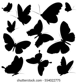 black butterfly, on a white