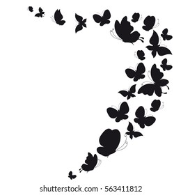 black butterfly, on a white