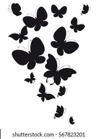 black butterfly, on a white