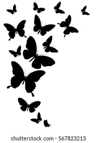 black butterfly, on a white