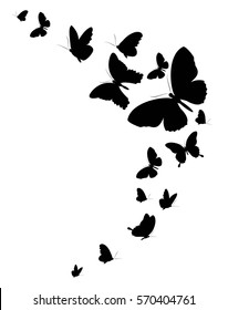 black butterfly, on a white