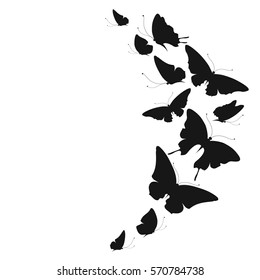 black butterfly, on a white