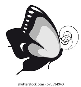 black butterfly, on a white