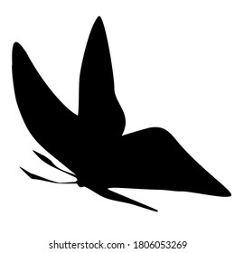 Black butterfly in sketch style on white background. Vector illustration isolated sign. Butterfly outline on white background for decoration design.