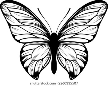 black butterfly SVG, Butterfly vector illustration, butterfly logo svg