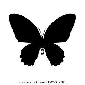 Black butterfly vector icon, isolated on white