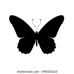 蝶 シルエット の画像 写真素材 ベクター画像 Shutterstock