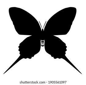 Black butterfly vector icon, isolated on white