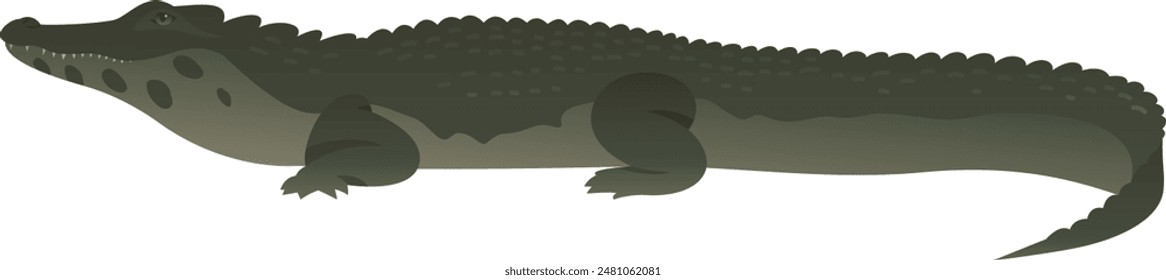 Black caiman crocodile or alligator realistic vector illustration side view. Wild reptile isolated on white background. Endemic animal. Wildlife of South America.