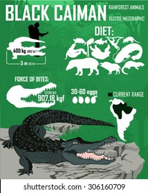 black caiman vector jungle infographic